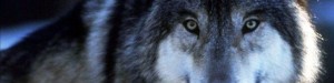 Domestication-of-the-gray-wolf