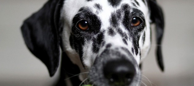Is Aspirin for Dogs?